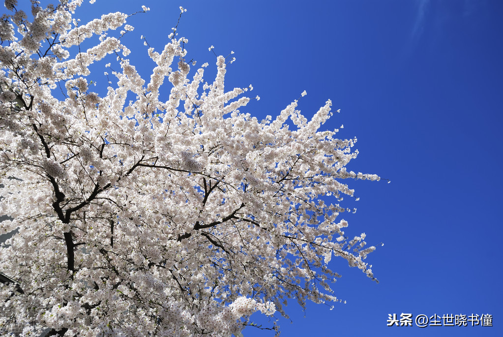 飞花两岸照船红的飞（飞花两岸照船红参照物 ）