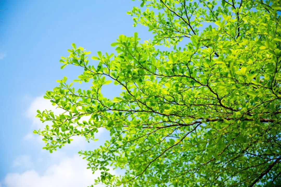 描写夏天景色的成语（赞美夏天景色的句子 ）