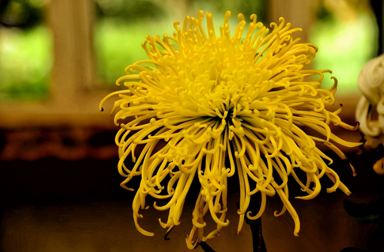 重阳诗词鉴赏（重阳节的现代七言诗）