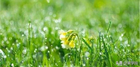 春天描写风的句子大全（春雨微风的优美短句）
