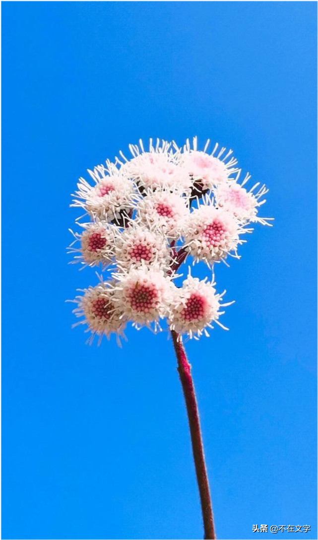 鼓励孩子们努力上进的句子（勤奋上进的励志格言）