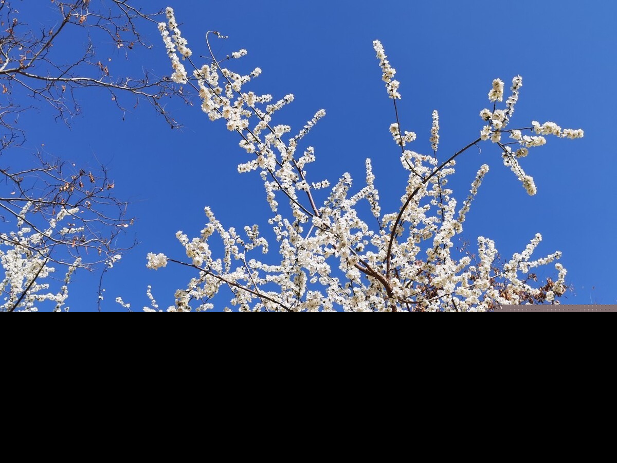 赞美春天诗句（描写春天的优美短句）