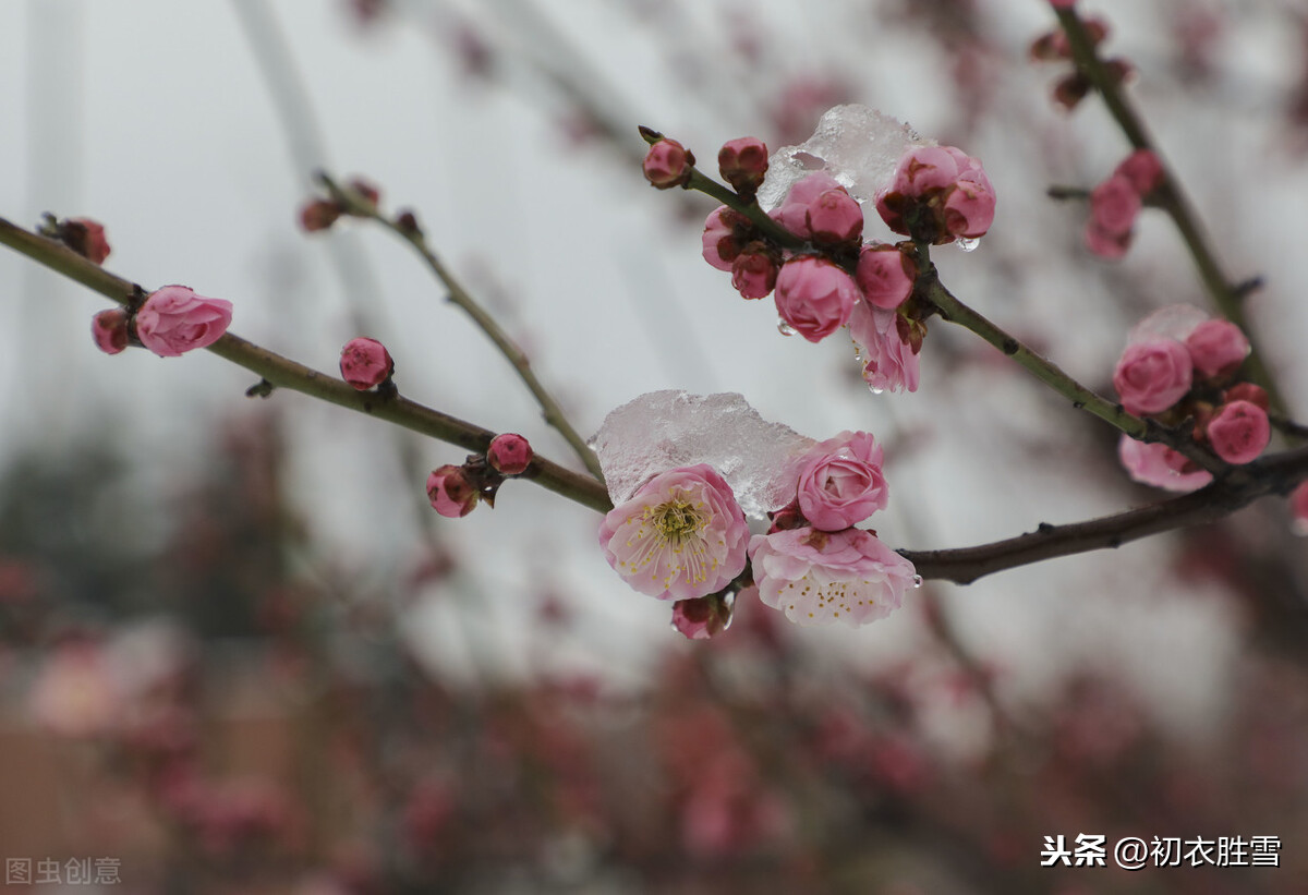 苏曼殊本事诗解释（苏曼殊的诗词）