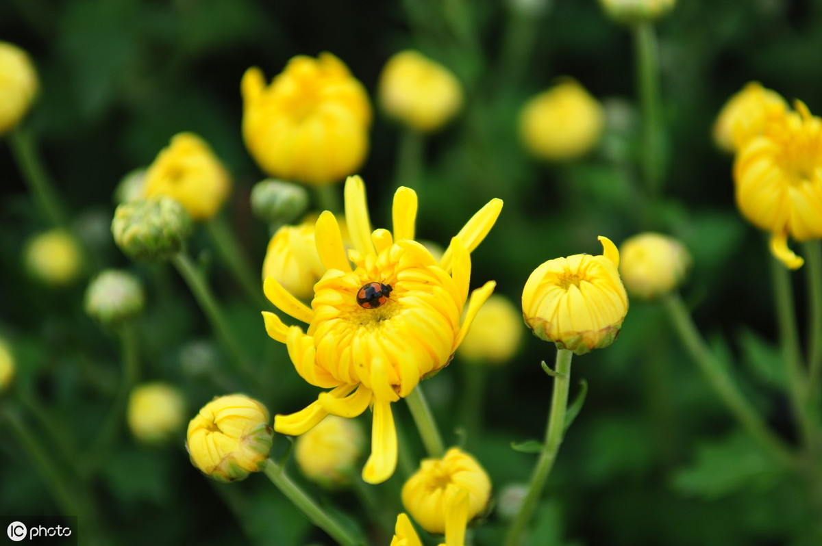 菊花元稹古诗赏析（元稹的菊花诗文赏析和诗意）