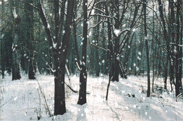 关于雪的诗词有哪些（赞美雪景的十首古诗词赏析）