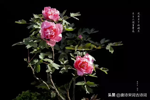 描写牡丹花的优美句子（描写洋牡丹的优美句子）