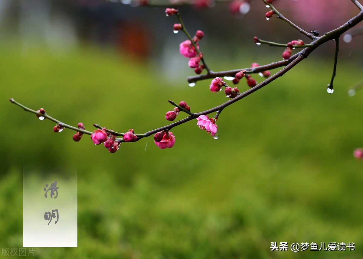 和清明节有关的诗有哪些（清明古诗全解诗意）