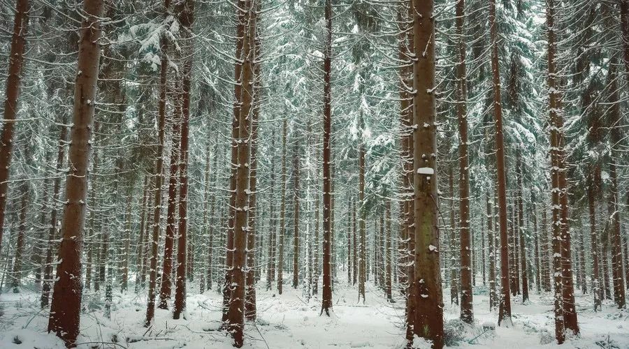关于描写雪的句子有哪些（赞美雪景的诗句赏析）