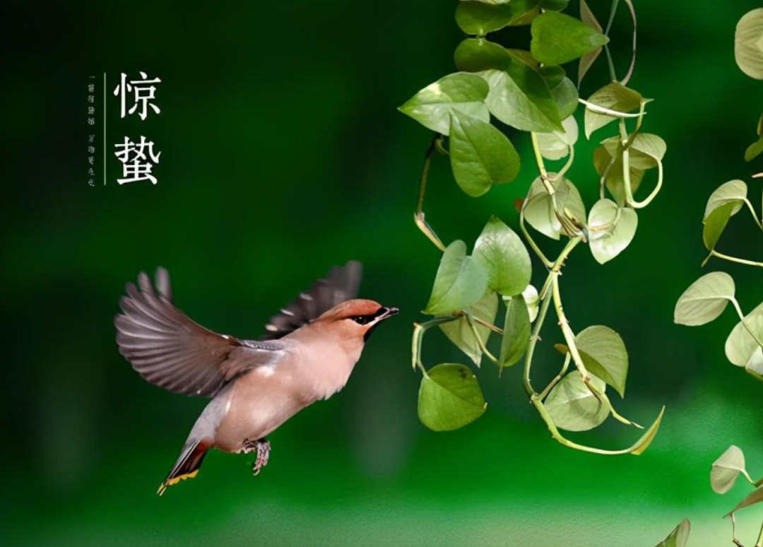 惊蛰古诗有哪几首（有关惊蛰的优美古诗词欣赏）