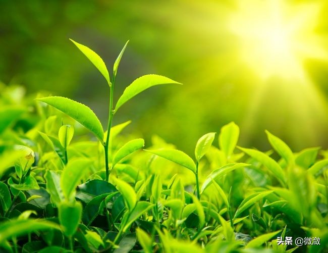 和茶有关的诗句意境（形容茶室有意境的句子）