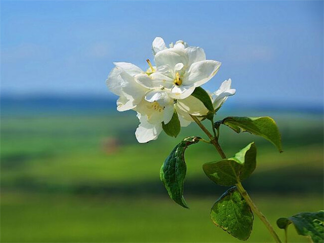 花的句子唯美心情短语（有深度有品味的句子）