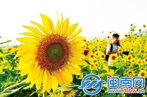 关于秋的唯美句子简短（赞美秋季唯美景象的短句）