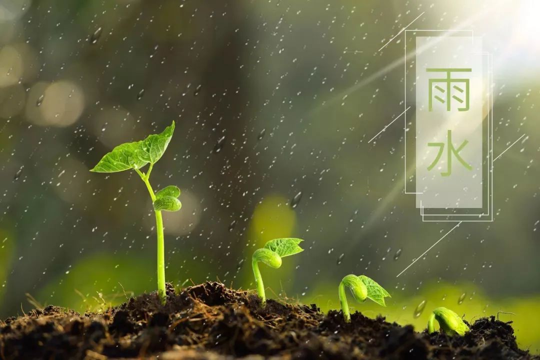 春雨古诗词杜甫（杜甫关于春雨的诗句）