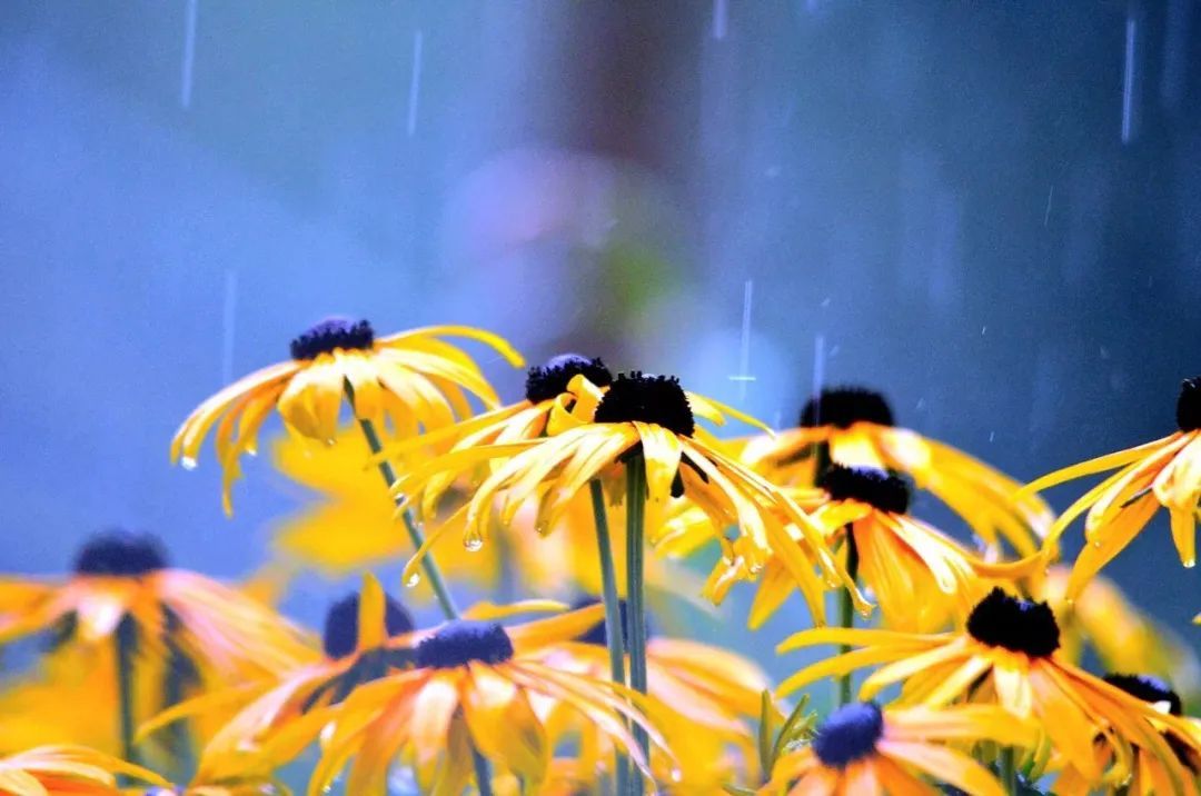 春雨古诗词杜甫（杜甫关于春雨的诗句）