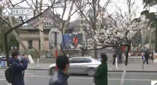 樱桃花和樱花的区别（樱花和樱桃的区别图解）