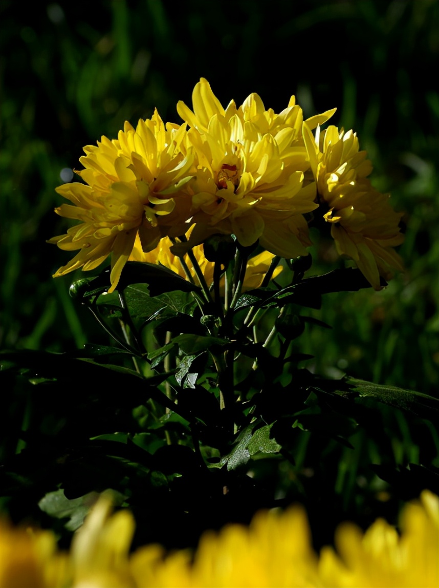 菊花古诗词100首（金秋十月赏菊花的诗句）