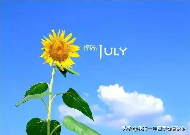 关于七月的唯美句子简短（最吸引人的唯美句子）