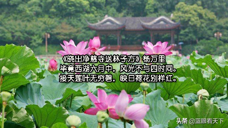 写夏天的诗句古诗（描写夏天的古诗10首）