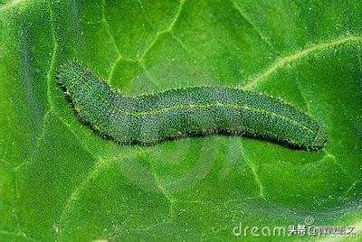 昆虫记精彩片段摘抄（昆虫记好句好段赏析及摘抄）