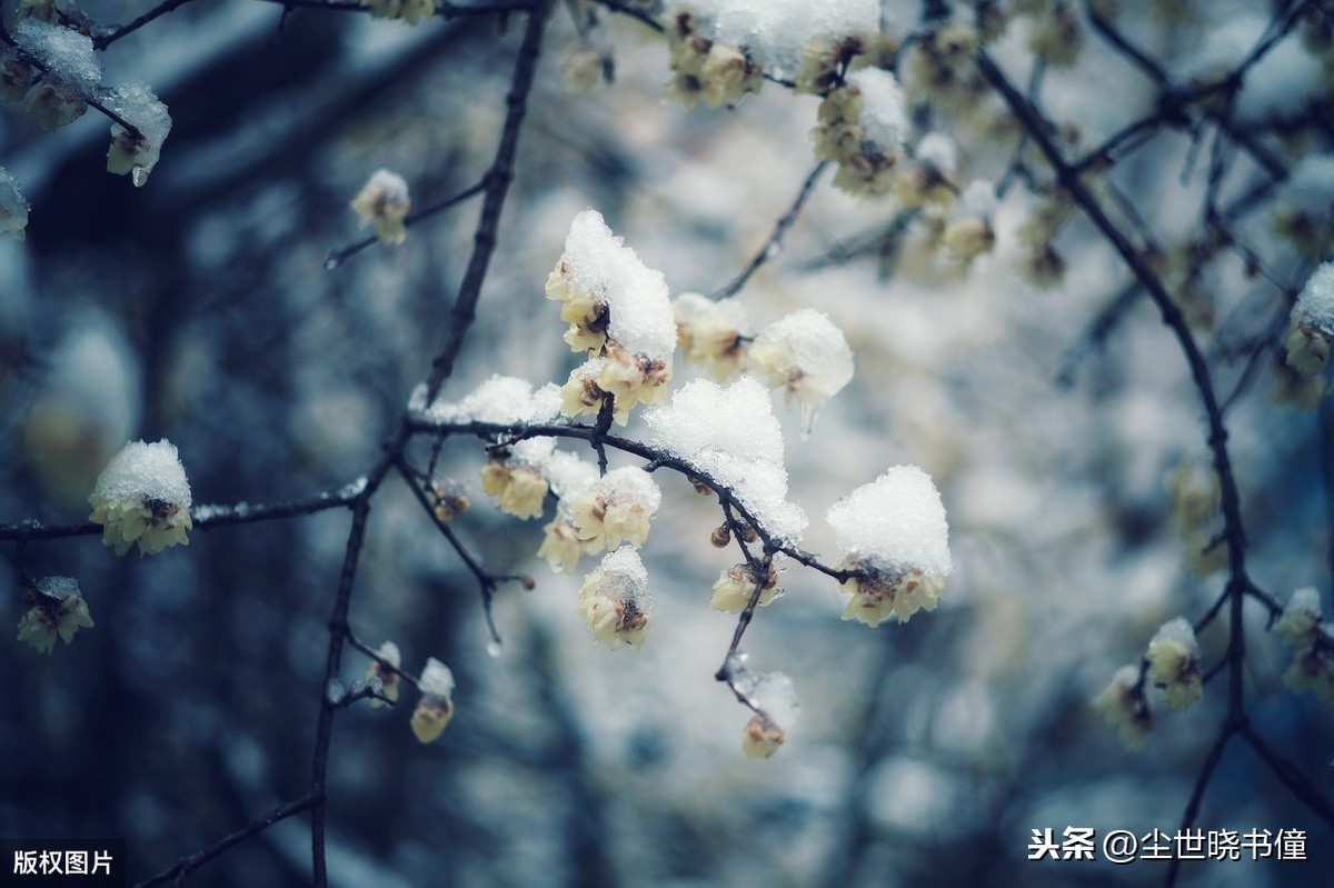 咏梅的古诗有哪些（有关咏梅的诗词大全）