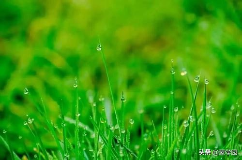 春天描写风的句子大全（春雨微风的优美短句）