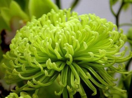 经典秋菊古诗五言（关于菊花的五言绝句）