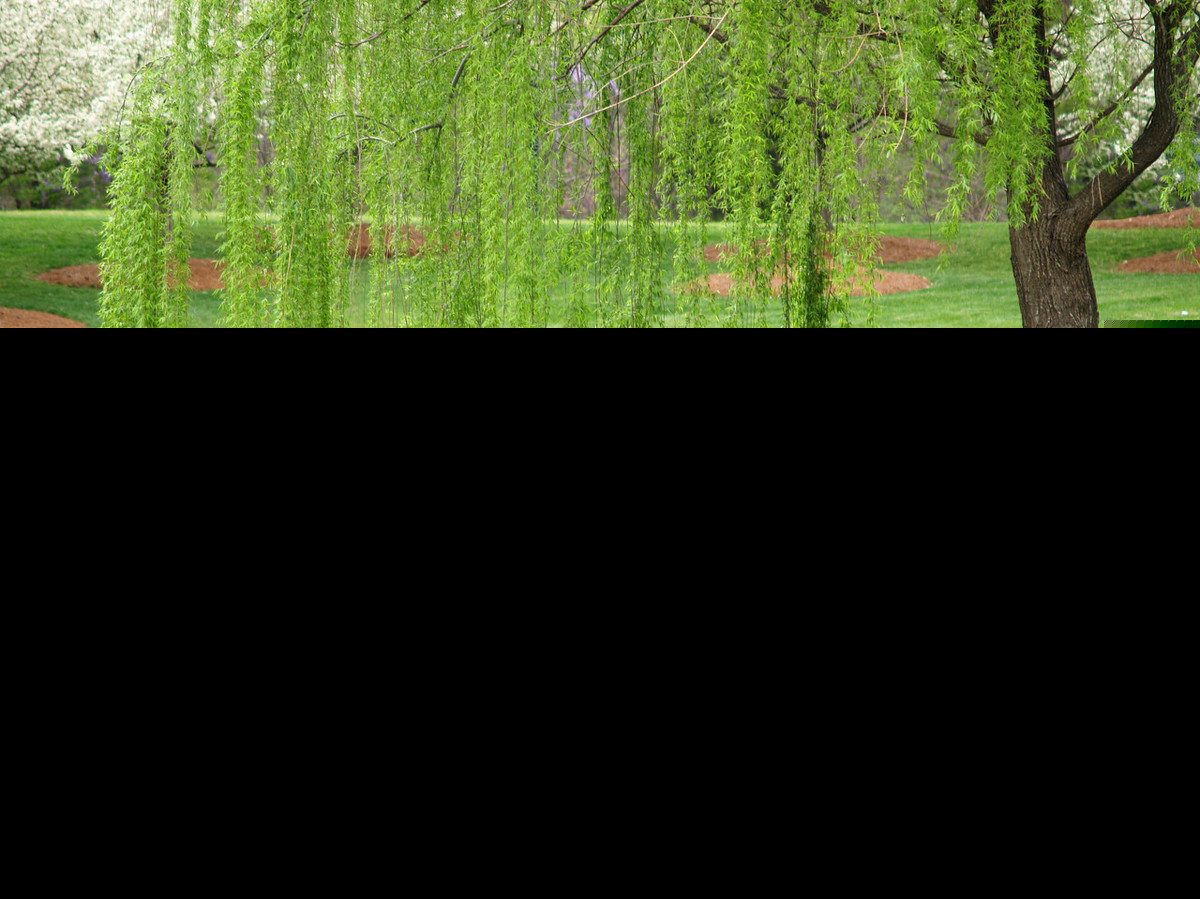 带有柳的诗句有哪些（古诗中带有柳的诗句）