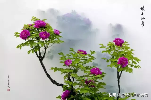 描写牡丹花的优美句子（描写洋牡丹的优美句子）