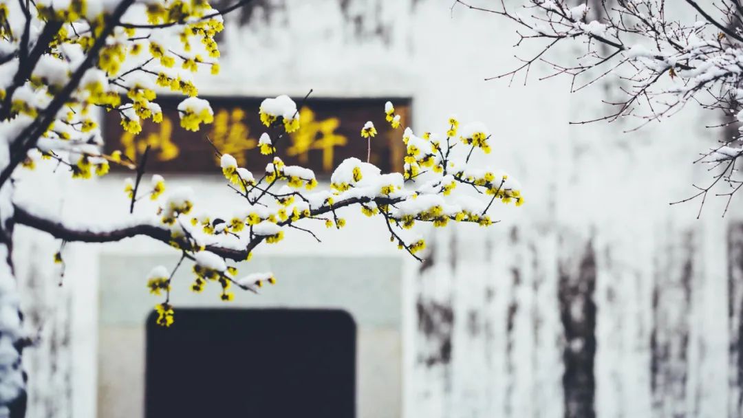 描写梅花的诗歌有哪些（最受喜爱的10首咏梅诗）