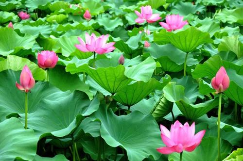 与莲有关的诗句有哪些（含有莲的诗句大全）