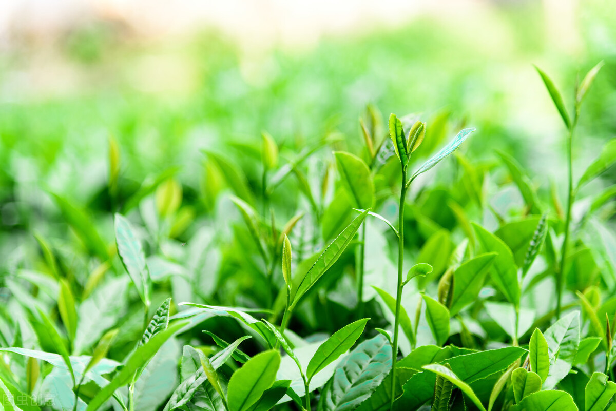 关于喝茶的优美经典句子（静心喝茶的经典语录）