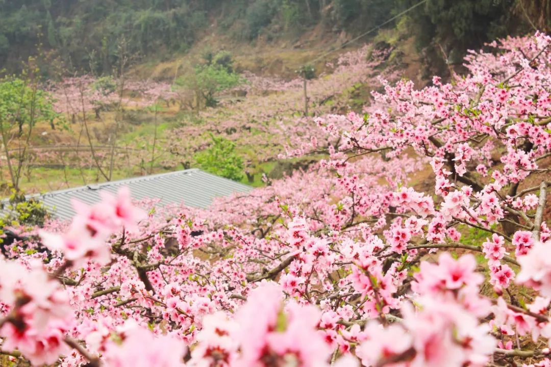 跟桃花有关的诗句有哪些（春光明媚桃花盛开的2首古诗）
