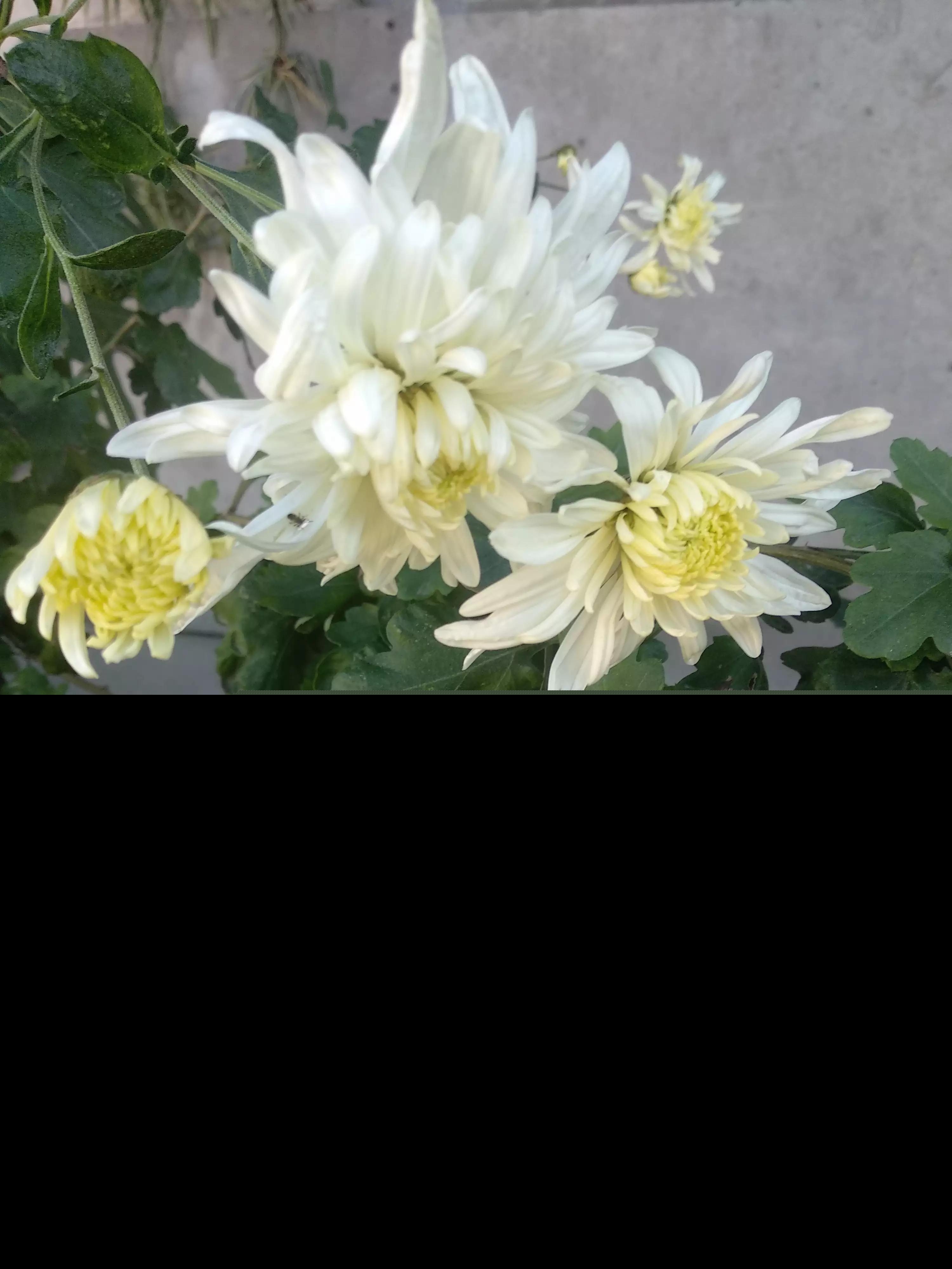关于菊花的诗句有哪些（菊花的外形特点描写）
