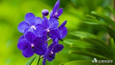 关于兰花的古诗有哪些（赞美兰花的经典诗句）