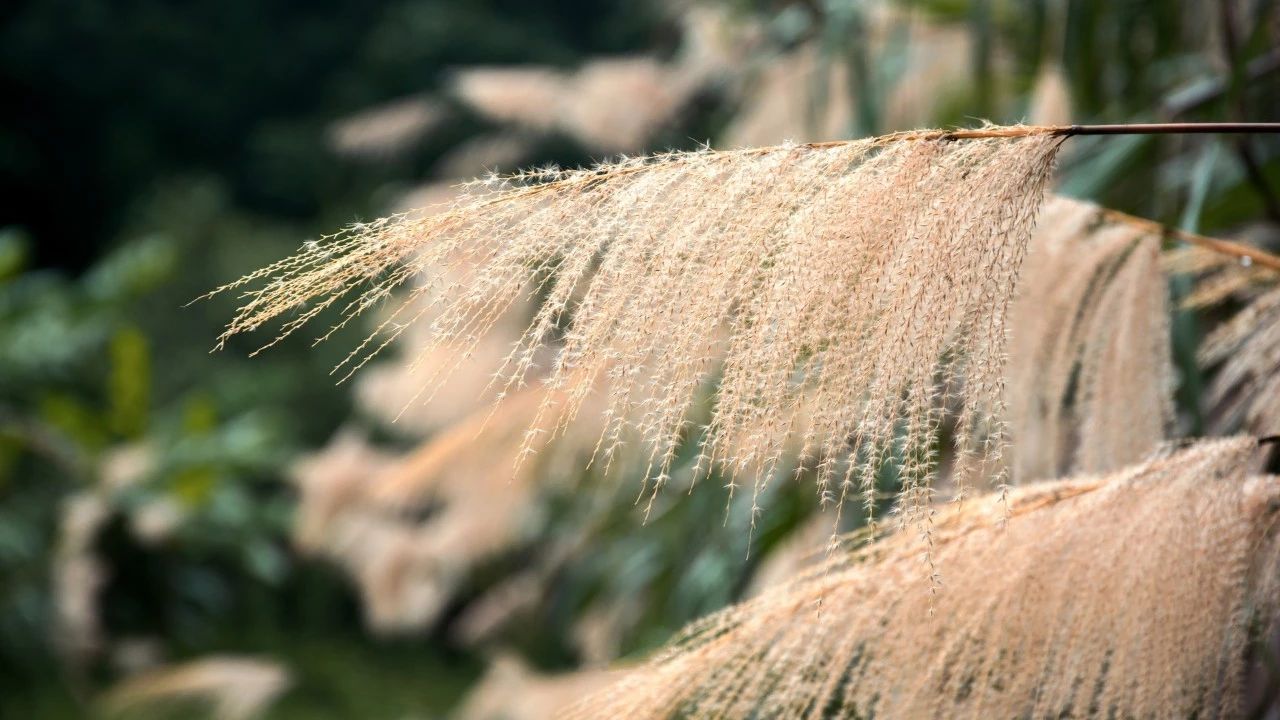著名现代诗歌精选优美（现代诗歌精选励志诗）