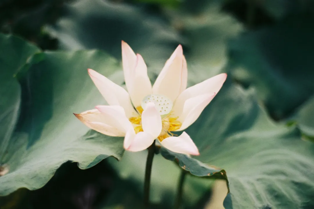 关于荷花的诗句古诗（莲花最有禅意的句子）