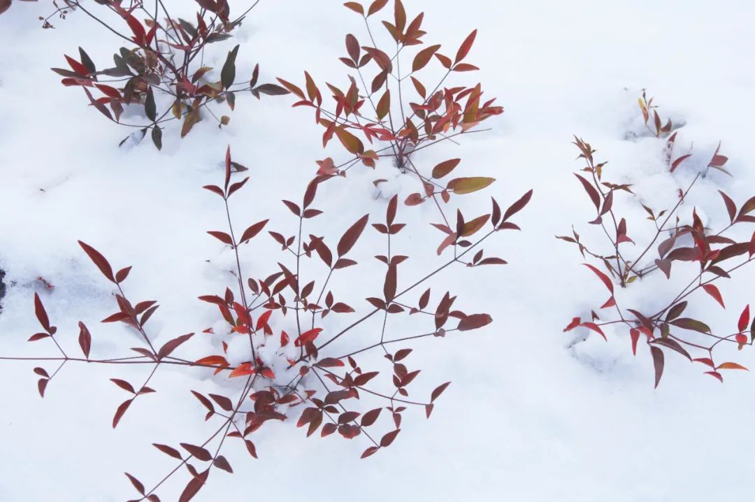 描写雪景的诗句有哪些（关于描写雪的诗句）