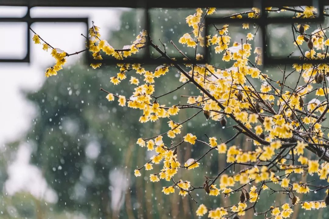 关于描写雪的句子有哪些（赞美雪景的诗句赏析）