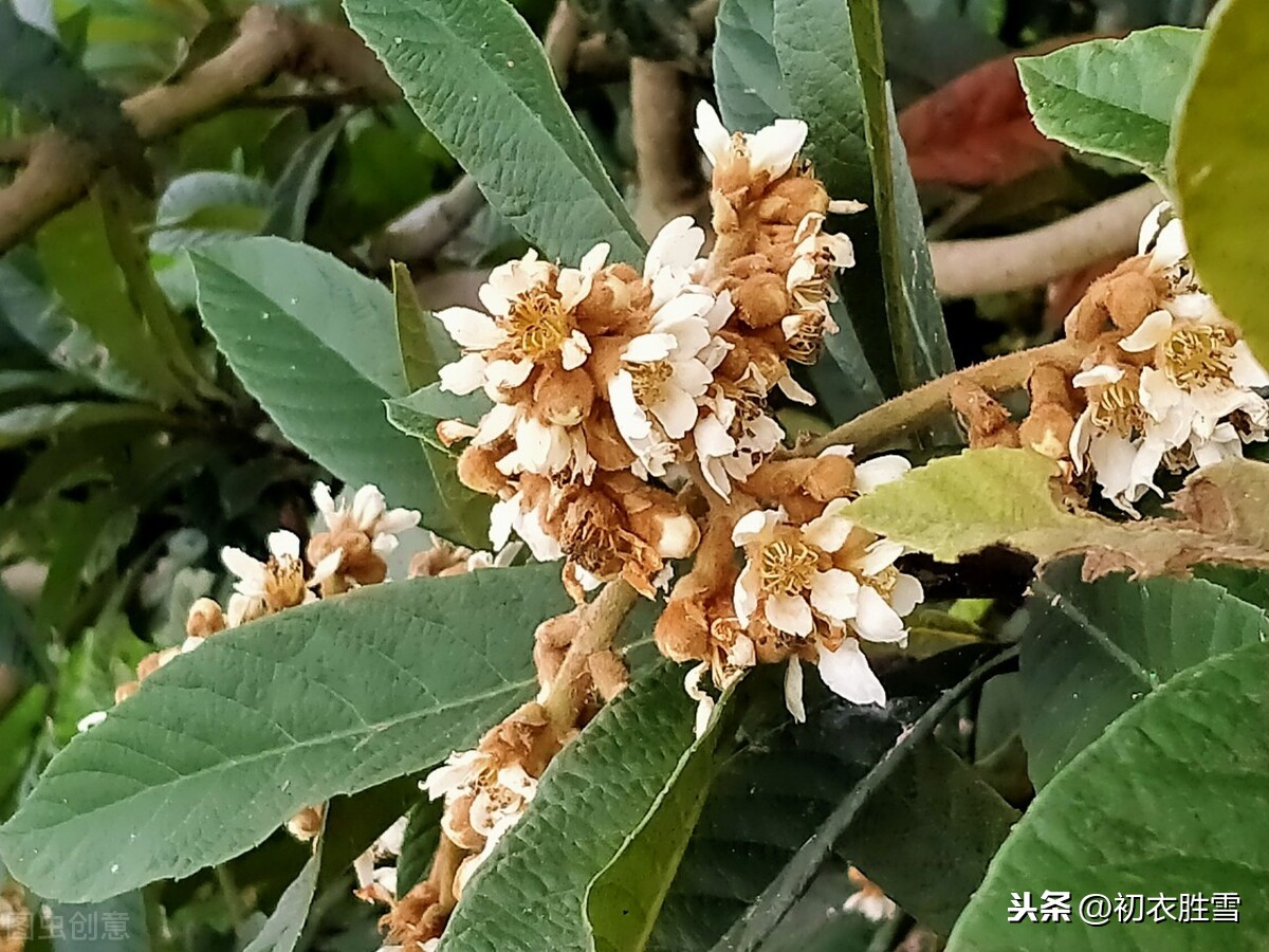 关于枇杷的诗句有哪些（赞美枇杷的7首著名诗句）