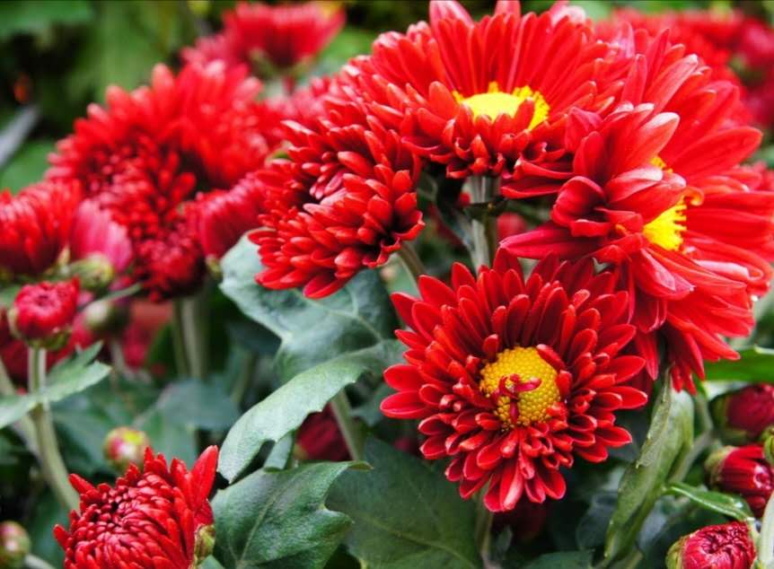 经典秋菊古诗五言（关于菊花的五言绝句）