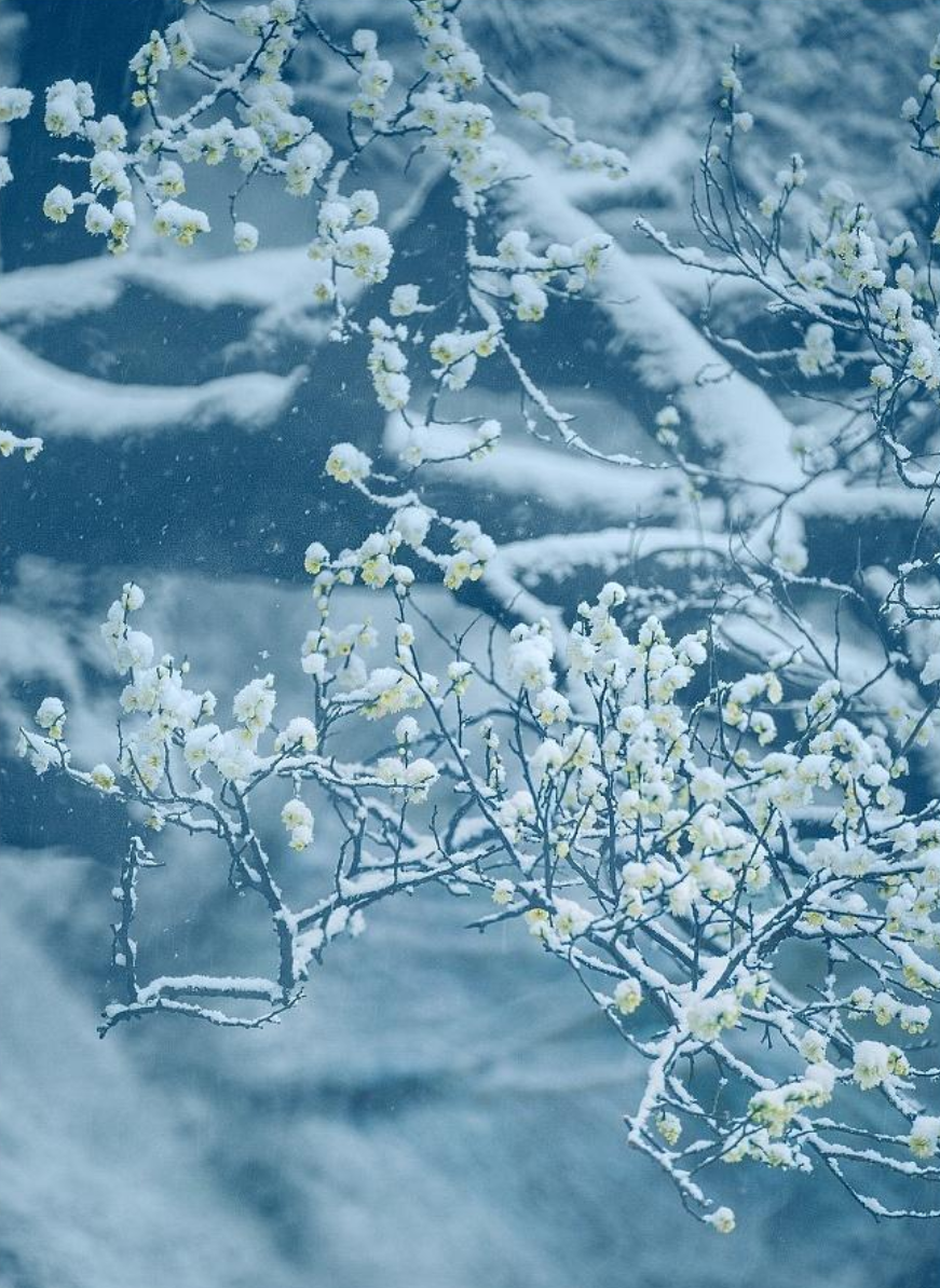 描写梅花的诗句大全（关于描写梅花的诗句）