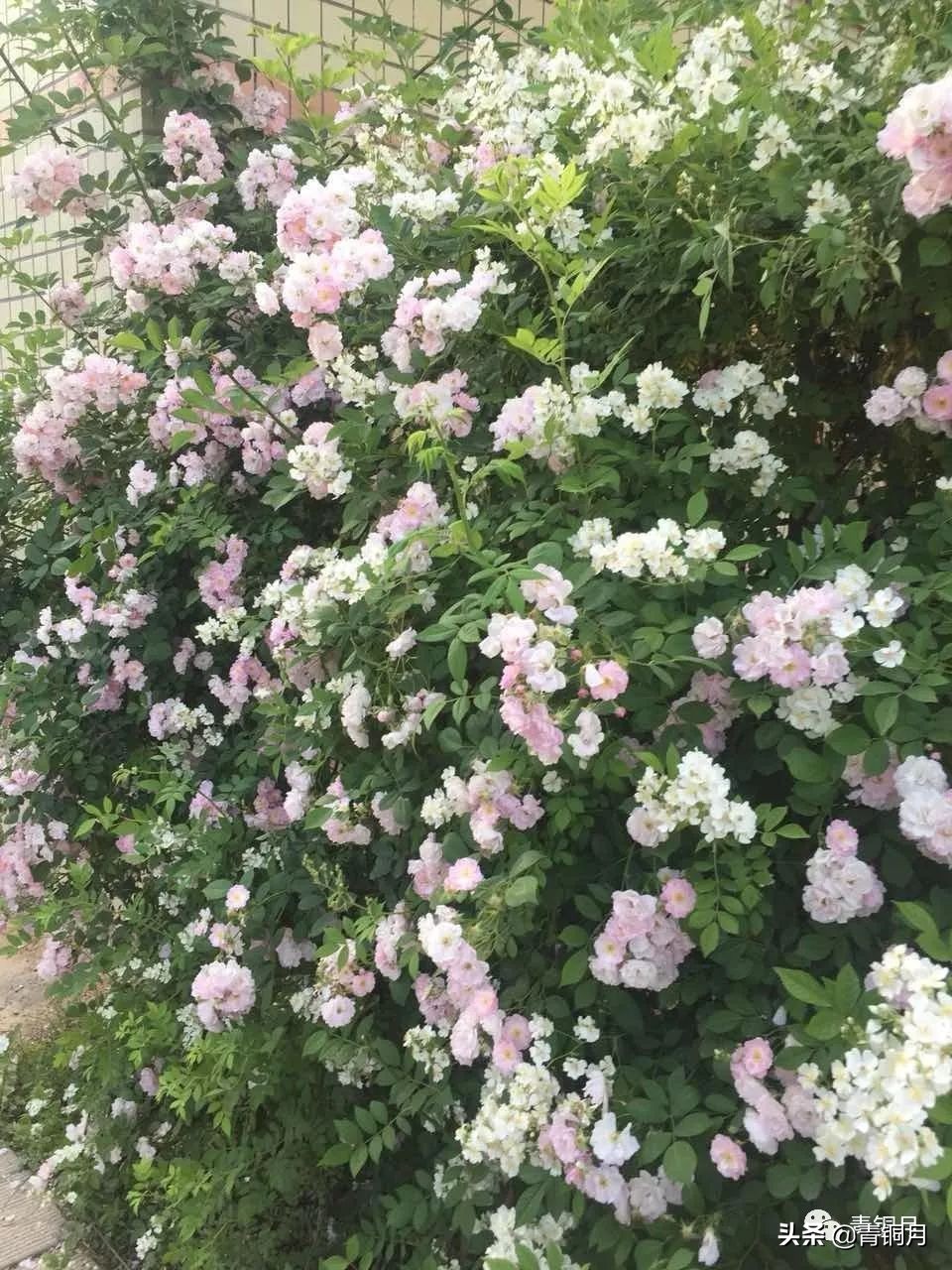 适合朗诵的诗词作品（适合新手朗诵的诗歌）