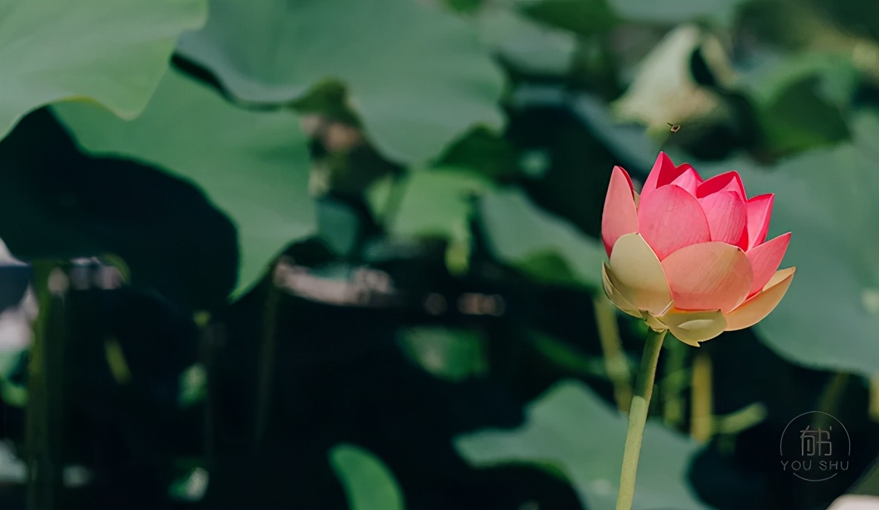 形容珍惜时光的句子（珍惜时光的唯美古诗词大全）