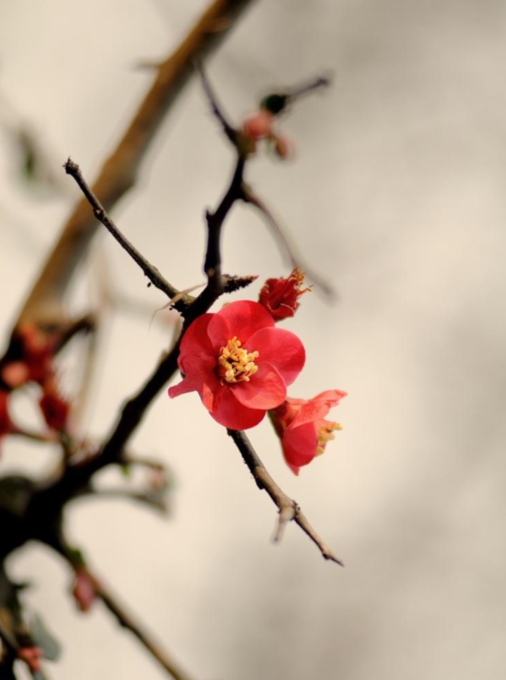 描写梅花的诗句大全（关于描写梅花的诗句）