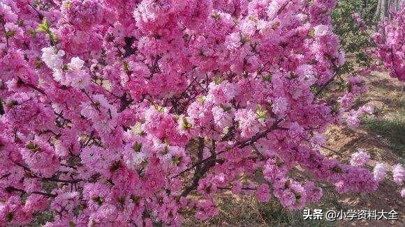 关于春天的好句好段摘抄（描写春天的精彩句子大全）
