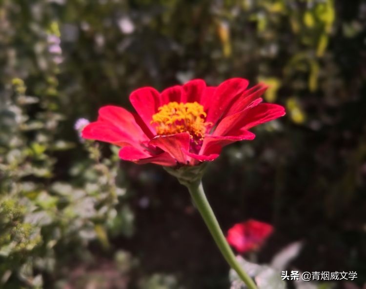 现代长诗十大经典长诗（经典长诗名篇）