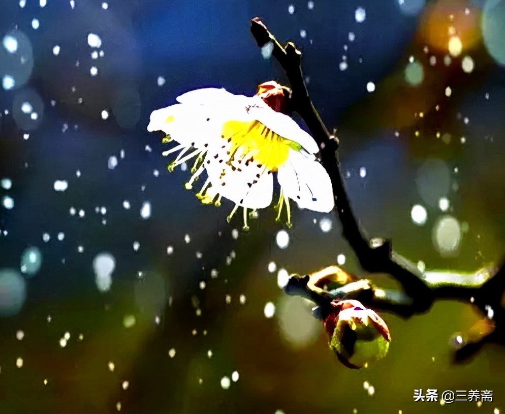 梅花古诗王安石古诗解析（王安石梅花注释及赏析）