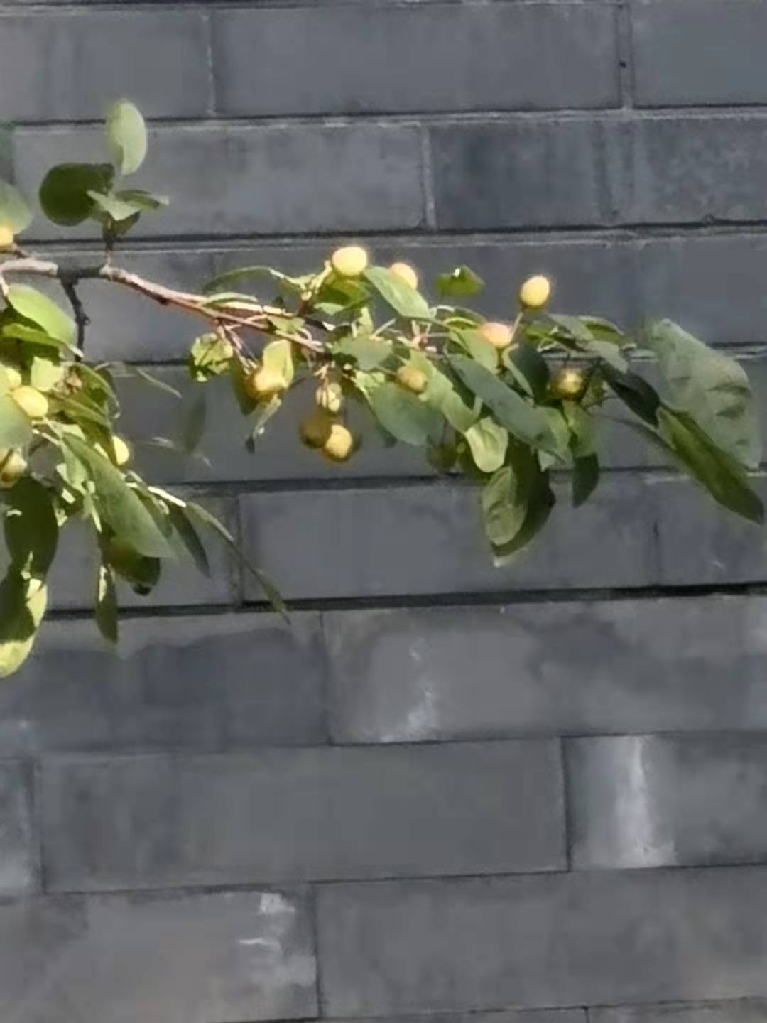 关于亲情的诗句古诗词（10首描写亲情的古诗）