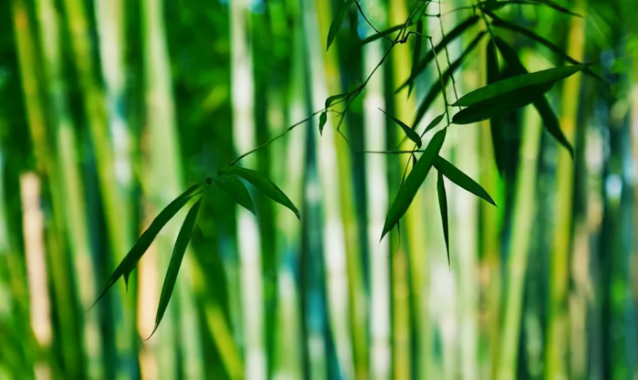 写老师的诗大全（关于老师的诗词名句）