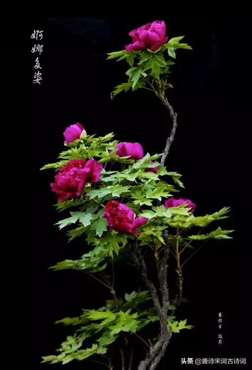 描写牡丹花的优美句子（描写洋牡丹的优美句子）